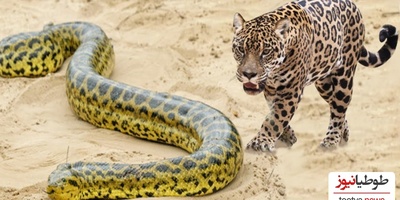 (ویدئو) مستند حیات وحش، راز بقا؛ شکار مار آناکوندا غول آسا توسط جگوار در رودخانه