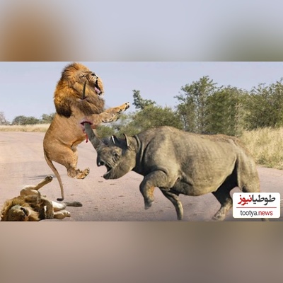 ویژه علاقه مندان به مستند حیات وحش حیوانات/ راز بقا: نبرد نفسگیر شیر و کرگدن 2 تنی