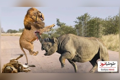 ویژه علاقه مندان به مستند حیات وحش حیوانات/ راز بقا: نبرد نفسگیر شیر و کرگدن 2 تنی