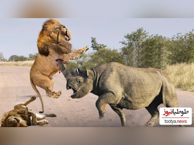 ویژه علاقه مندان به مستند حیات وحش حیوانات/ راز بقا: نبرد نفس‌گیر شیر و کرگدن 2 تنی