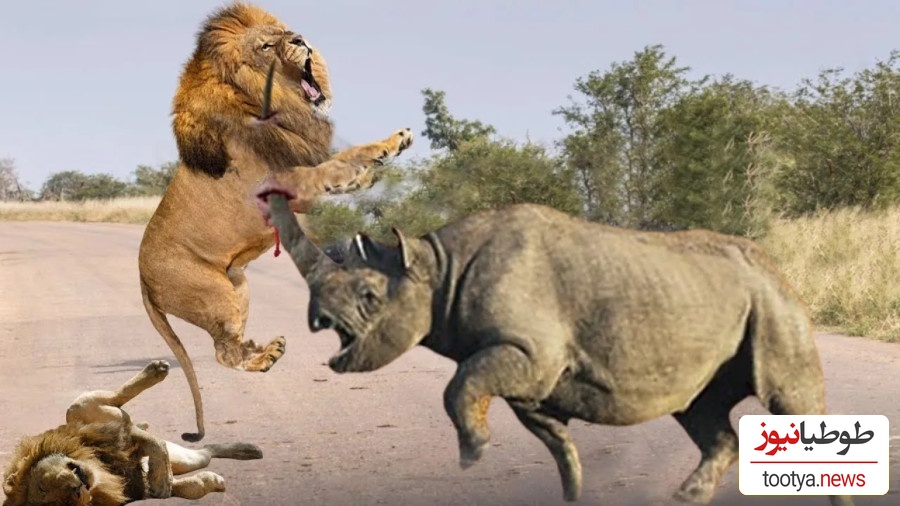 ویژه علاقه مندان به مستند حیات وحش حیوانات/ راز بقا: نبرد نفسگیر شیر و کرگدن 2 تنی