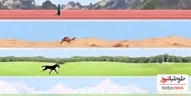 (ویدئو) انسان در برابر حیوانات/ در ماراتن 100 کیلومتری کدام یک پیروز است؟