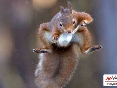 سنجاب یا نینجا؟ صحنه‌ای که در آن مار کبری کیش و مات شد!/ وحشت مار کبری از یک وجب سنجاب!