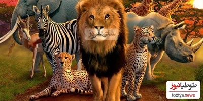 (ویدئو) با 10 مورد از قوی ترین حیوانات جهان آشنا شوید