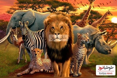 (ویدئو) با 10 مورد از قوی ترین حیوانات جهان آشنا شوید