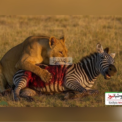 لحظه نفس‌گیر و غیرقابل باور فرار گورخر از شکار شیر ماده/ نجاتی که شکارچی را زمین‌گیر کرد! +ویدیو