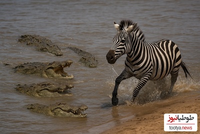 حیات وحش ؛ مستند حیات وحش حیوانات / 
نبرد دیدنی یک گورخر در محاصره چند تمساح در رودخانه!