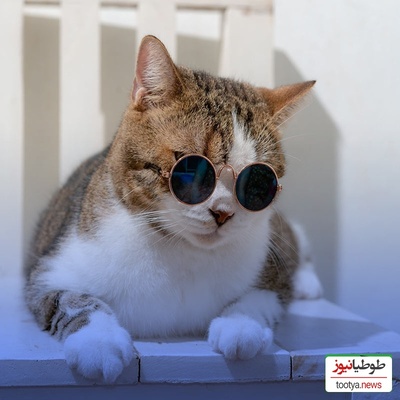 حال روزت خرابه؟ این فیلم ریستش می‌کنه😂/ کلیپ بامزه از دعواو خرابکاری گربه ها + ویدیو