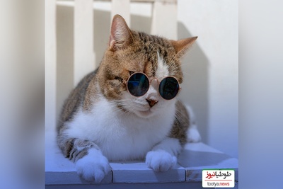 حال روزت خرابه؟ این فیلم ریستش می‌کنه😂/ کلیپ بامزه از دعواو خرابکاری گربه ها + ویدیو