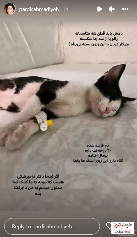 گربه مریض