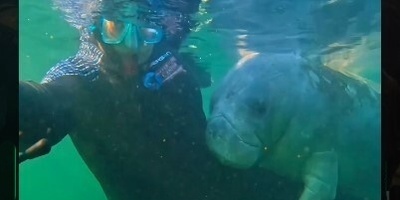 (ویدئو) عاشق‌ترین گاودریایی که تابحال دیده اید!/ علاقه عجیب گاو دریایی به غواص/ ببینین چطوری محکم پاشو بغل کرده ولم نمیکنه!