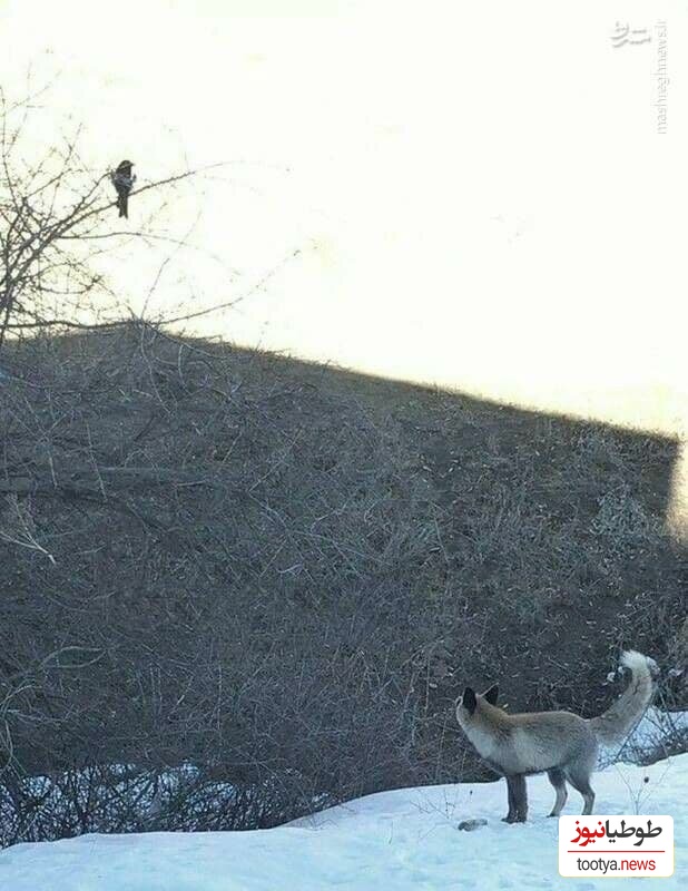 روباه و زاغ