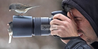 تصاویر حیرت‌انگیز حیات وحش که برنده‌ی مسابقه عکاسی بریتانیا 2024 شدند/ از اژدهای ریش‌دار واقعی تا هدیه‌ی جذاب درنای قطبی نر به جفتش