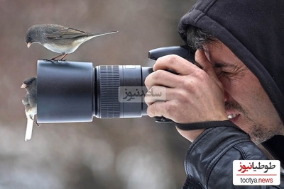 تصاویر حیرت‌انگیز حیات وحش که برنده‌ی مسابقه عکاسی بریتانیا 2024 شدند/ از اژدهای ریش‌دار واقعی تا هدیه‌ی جذاب درنای قطبی نر به جفتش