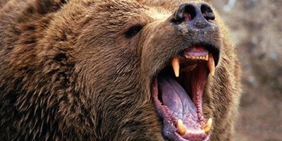 (ویدئو) وقتی یه عده توی جنگل گیر یه خرس وحشی افتادن؛ فقط قدرت تخریب وحشتناک خرس رو ببینید / خرس دیدید هر چه سریع تر محل رو ترک کنید