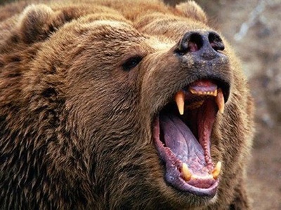 (ویدئو) وقتی یه عده توی جنگل گیر یه خرس وحشی افتادن؛ فقط قدرت تخریب وحشتناک خرس رو ببینید / خرس دیدید هر چه سریع تر محل رو ترک کنید