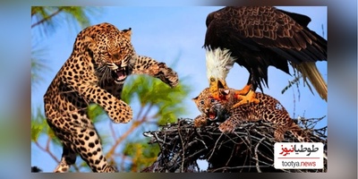 (ویدئو) مستند حیات وحش حیوانات/ راز بقا؛ این داستان: نبرد نفس‌گیر  عقاب و پلنگ موذی