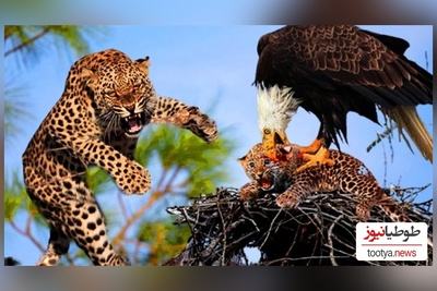 (ویدئو) مستند حیات وحش حیوانات/ راز بقا؛ این داستان: نبرد نفس‌گیر  عقاب و پلنگ موذی