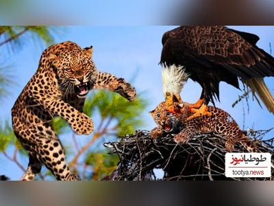 (ویدئو) مستند حیات وحش حیوانات/ راز بقا؛ این داستان: نبرد نفس‌گیر  عقاب و پلنگ موذی