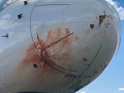 (ویدئو) برخورد وحشتناک یه پرنده به هواپیما و چهره غرق در خون خلبان!