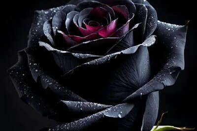 (تصاویر)8 نوع از خاص ترین گل های سیاه در جهان!/از دیدنشون شگفت زده میشید | برا مراسم ختم خوبن