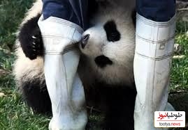 (ویدئو) حمله ترسناک و ناگهانی خرس پاندای خشمگین به نگهبان باغ وحش در چین خبرساز‌ شد!