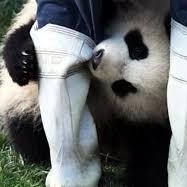 (ویدئو) حمله ترسناک و ناگهانی خرس پاندای خشمگین به نگهبان باغ وحش در چین خبرساز‌ شد!