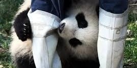 (ویدئو) حمله ترسناک و ناگهانی خرس پاندای خشمگین به نگهبان باغ وحش در چین خبرساز‌ شد!