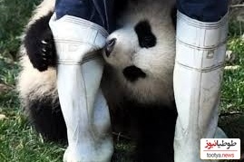 (ویدئو) حمله ترسناک و ناگهانی خرس پاندای خشمگین به نگهبان باغ وحش در چین خبرساز‌ شد!