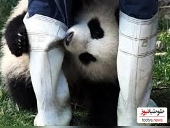 (ویدئو) حمله ترسناک و ناگهانی خرس پاندای خشمگین به نگهبان باغ وحش در چین خبرساز‌ شد!