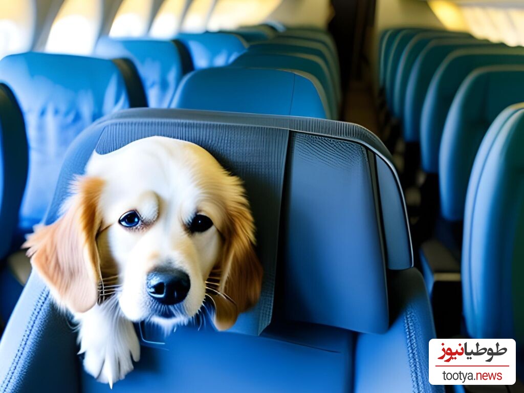 (ویدئو) حضور عجیب  یک سگ عظیم الجثه داخل هواپیما!/ فقط طرز نشستنش