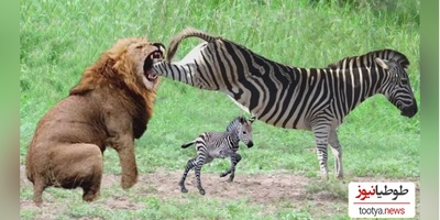 (ویدئو) مستند حیات وحش/ فداکاری‌های عاشقانه گورِخر شجاع برای نجات کُره‌اش از چنگال شیر بی‌رحم!