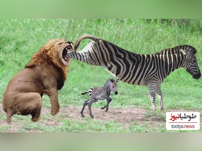 (ویدئو) مستند حیات وحش/ فداکاری‌های عاشقانه گورِخر شجاع برای نجات کُره‌اش از چنگال شیر بی‌رحم!