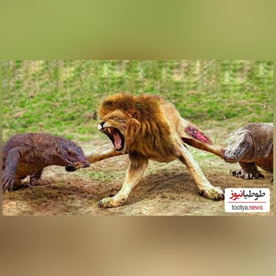 (ویدئو) مستند حیات وحش حیوانات/ نبرد نفس‌گیر شیر و اژدهای کومودوی