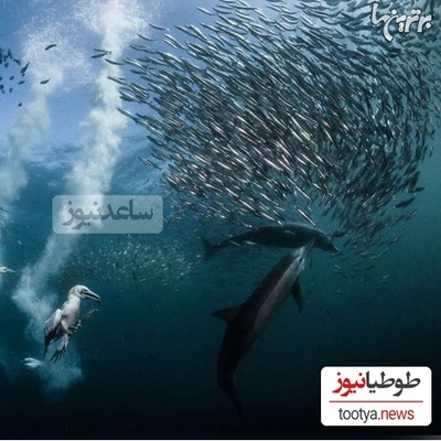 تصاویر حیرت‌انگیز کلوزآپ از حیوانات زیر آب