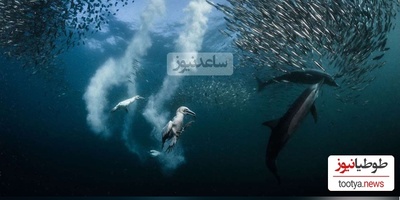 تصاویر حیرت‌انگیز کلوزآپ از حیوانات زیر آب