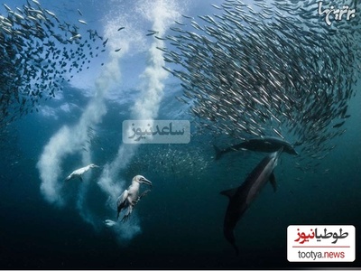 تصاویر حیرت‌انگیز کلوزآپ از حیوانات زیر آب