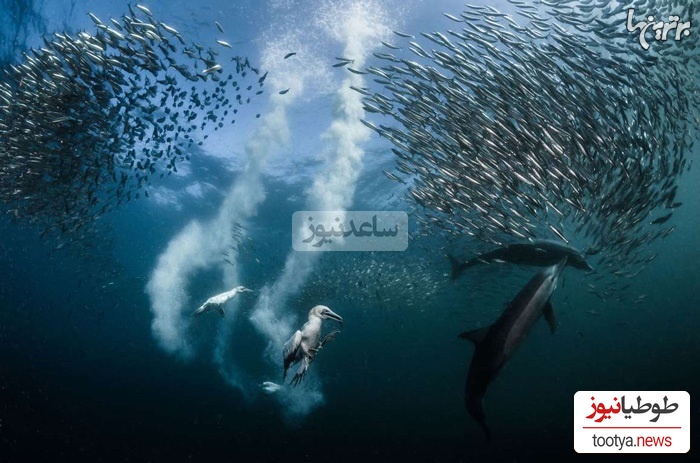 تصاویر حیرت‌انگیز کلوزآپ از حیوانات زیر آب