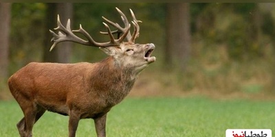 (ویدئو) لحظات جالب ریختن شاخ های گوزن ها را ببینید