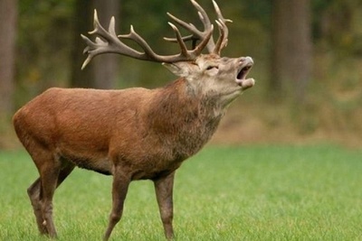 (ویدئو) لحظات جالب ریختن شاخ های گوزن ها را ببینید