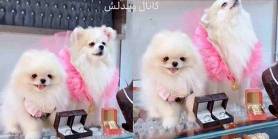 (عکس) جشن عروسی میلیاردی و فوق لاکچری برای دو سگ در تهران که پربازدید شده!/خرید سرویس طلا به مناسبت ازدواج دو سگ اونم میلیاردی!