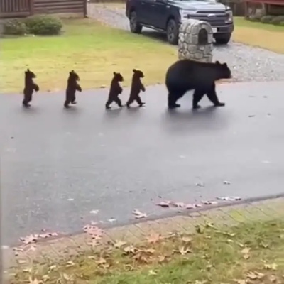 مستند حیات وحش/ تقلیدِ عجیب خرس‌ها از راه رفتن انسان؛ وقتی طبیعت ما را به بازی می‌گیرد!