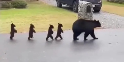 مستند حیات وحش/ تقلیدِ عجیب خرس‌ها از راه رفتن انسان؛ وقتی طبیعت ما را به بازی می‌گیرد!