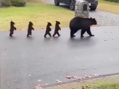 مستند حیات وحش/ تقلیدِ عجیب خرس‌ها از راه رفتن انسان؛ وقتی طبیعت ما را به بازی می‌گیرد!