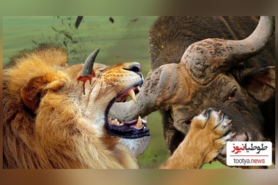 ویژه علاقه مندان به مستند حیات وحش حیوانات/ راز بقا؛ این داستان: نبرد نفس‌گیر  بوفالوی وحشی و شیر
