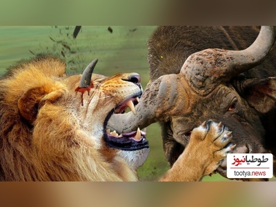 ویژه علاقه مندان به مستند حیات وحش حیوانات/ راز بقا؛ این داستان: نبرد نفس‌گیر  بوفالوی وحشی و شیر