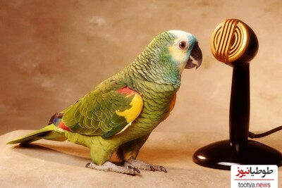 (عکس)10 نوع از باهوش ترین پرنده های نادر جهان که سخنگو هستند...