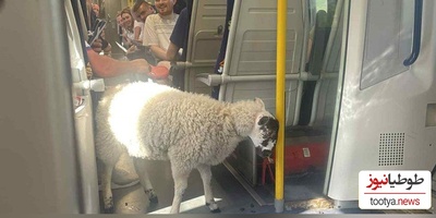 ابتکار خنده‌دار مسافر باهوش در بردن گوسفندش به قطار، واگن‌ها رو هم به خنده واداشت؛ پوشک کردن گوسفند برای آرام کردن ماموران قطار😂+عکس
