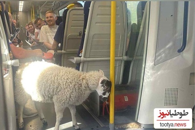 ابتکار خنده‌دار مسافر باهوش در بردن گوسفندش به قطار، واگن‌ها رو هم به خنده واداشت؛ پوشک کردن گوسفند برای آرام کردن ماموران قطار😂+عکس