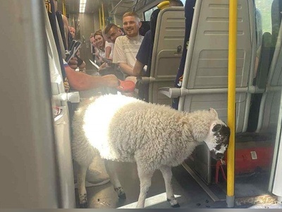 ابتکار خنده‌دار مسافر باهوش در بردن گوسفندش به قطار، واگن‌ها رو هم به خنده واداشت؛ پوشک کردن گوسفند برای آرام کردن ماموران قطار😂+عکس